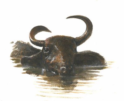 Bufalo d